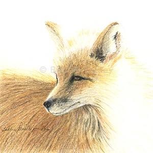 Wyoming Fox
